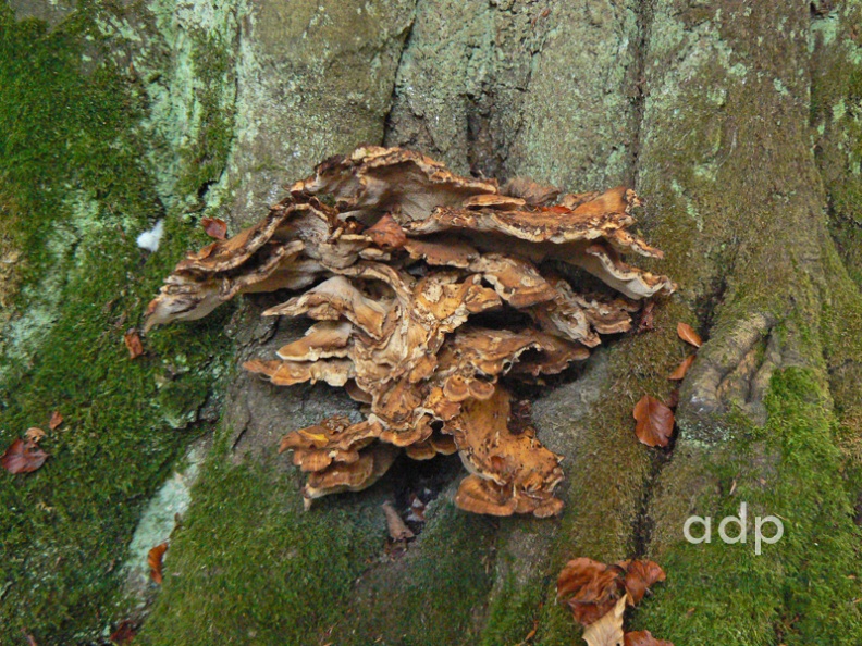 P1150242 q800c Giant Polypore.jpg